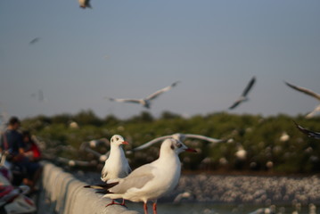 bird
