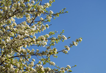Flowering pear tree against the sky