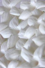真っ白なジャスミンの花