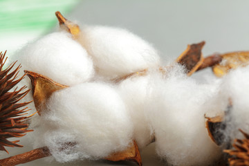 Close-up of Ripe cotton bolls on branch