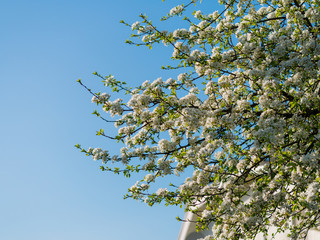 Flowering pear tree against the sky