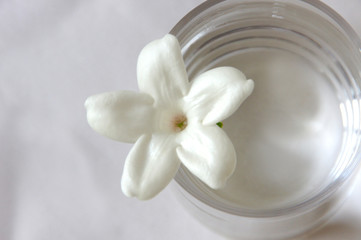 Fototapeta na wymiar 真っ白なジャスミンの花