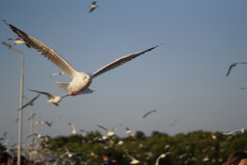 bird