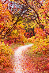 Pathway throught the autumn trees. Autumn park with red and yellow leaves on the bushes and trees.