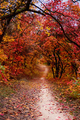 Pathway throught the autumn trees. Autumn park with red and yellow leaves on the bushes and trees.