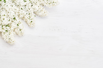 Floral pattern of white lilac branches, flowers background. Flat lay, top view. Spring background.