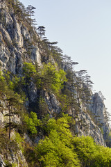 Black pine forests on mountain