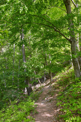 Hiking trail in the mountain forest