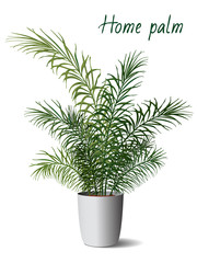 Vector realistic illustration of a palm tree in a pot. Isolated object for design on a white background.