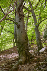 Hiking trail in the mountain forest