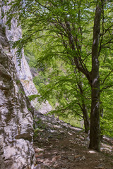 Hiking trail in the mountain forest