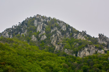 Black pine forests on mountain