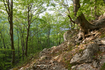 Hiking trail in the mountain forest
