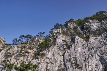 Black pine forests on mountain
