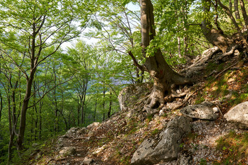 Fototapeta na wymiar Hiking trail in the mountain forest