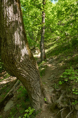 Hiking trail in the mountain forest