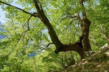 Fototapeta premium Hiking trail in the mountain forest