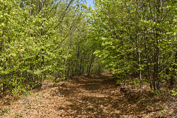 ROad through forest