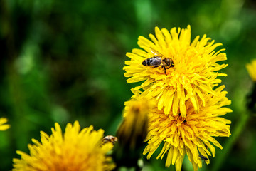Working bee collects pollen on a yellow dandelion.