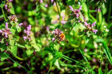 A small shaggy bumblebee collects pollen from flowers in the meadow.