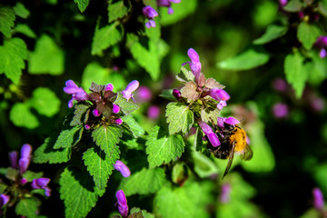 Shaggy bumblebee collects pollen from flowers in the meadow.
