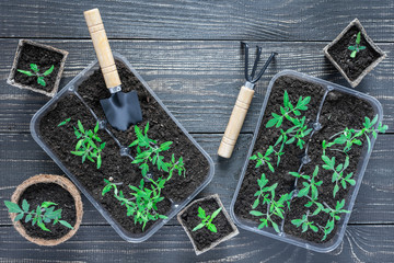Eco friendly pots with green young seedlings tomato on wooden background, garden trowel and rakes
