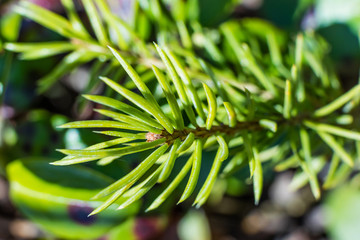 Naklejka na ściany i meble Spruce needles close-up. Forest macro photography background.