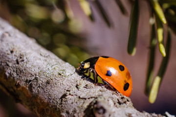 Little ladybug on a tree branch. Summer macro photo. Minimalism, summer concept for posters, postcards. Copy space.