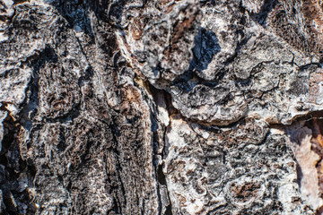 Tree bark close up. Macro photo, abstract background.