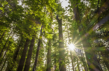 Fototapeta na wymiar Sunlight in pine forest