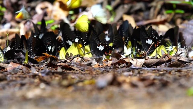 Butterflies swarm eats minerals