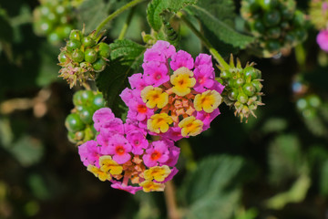 lantana flower blooming in the color violet and yellow on canary islands - Lantana camara