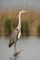 Grey heron (ardea cinerea) in natural habitat. 