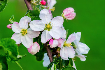 Fototapeta na wymiar Bright apple flowers on a blurred green background. Flowering trees_