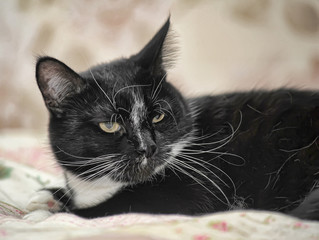 plump black and white cat portrait