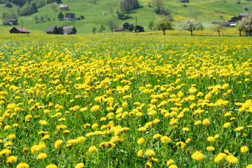 Obraz premium Löwenzahnwiese mit Bauernhöfen, bei Dallenwil, Nidwalden, Schweiz
