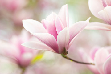 Obraz na płótnie Canvas Flower Magnolia flowering against a background of flowers.