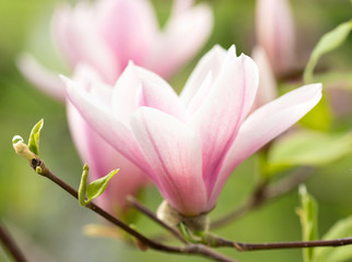 Flower Magnolia flowering against a background of flowers.