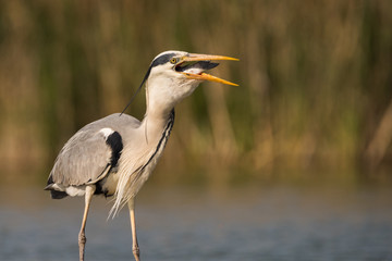 Grey heron is eating the fish. Bird behavior in natural habitat.
