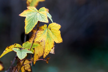 Yellow and green autumn leaf currants in the fall. Autumn in the garden_