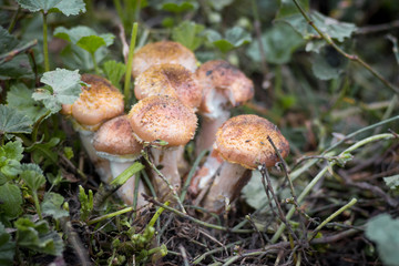 Close-up of edible mushrooms (honey agarics) among grass on a dark background_