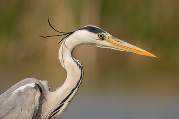 Grey heron (ardea cinerea)