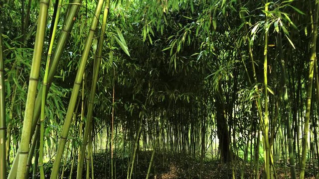 Fresh green at bamboo forest in France
