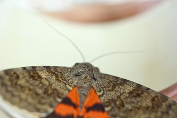 night butterfly with colored orange wings close-up indoor. crawling insect macro in a jar top view