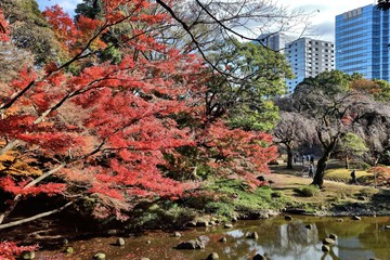 Japan autumn leaves