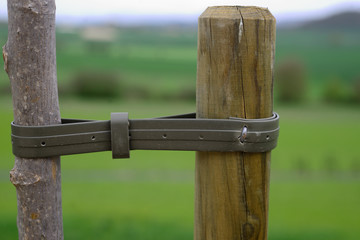 rope with a knot holding a fruit tree newly planted to a stick that prevents twisting or falling.