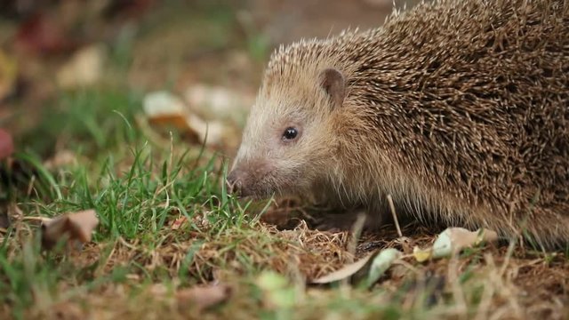 Igel im Garten auf der Futtersuche