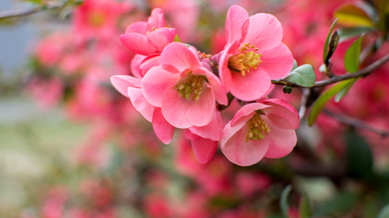 Fototapeta na wymiar beautiful pink flowers with buds bloomed on a bush in early spring