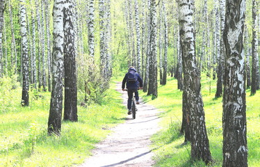 Spring landscape in birch forest with cyclist on sports bike with his back to  camera