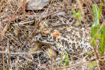 frog in the grass